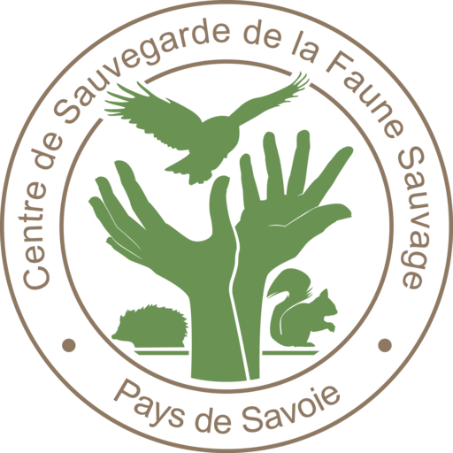 rencontres avec la faune sauvage