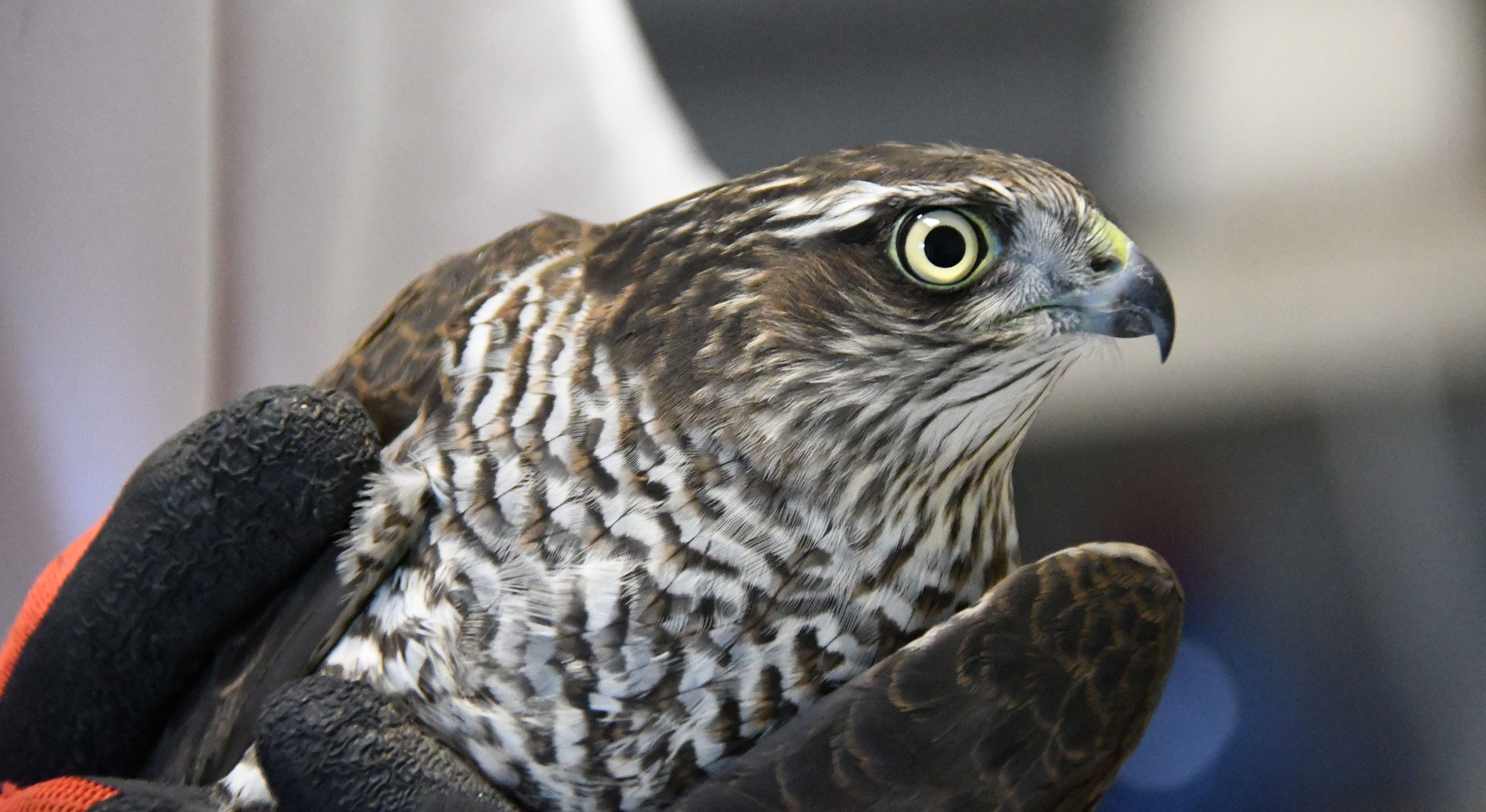 Animaux d'élevage lâchés pour la chasse : la faune sauvage trépasse - Animal  Cross