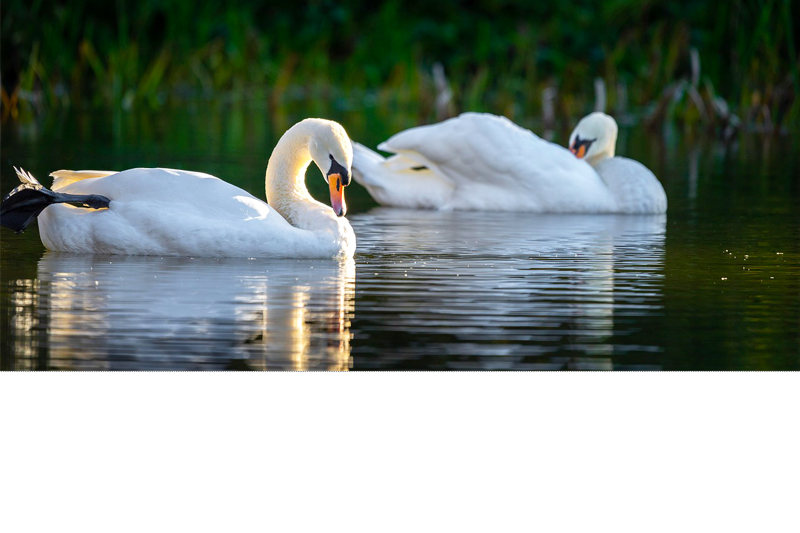 Cygnes